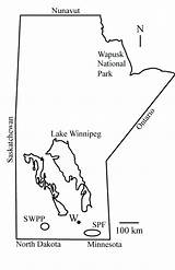 Manitoba Spruce Provincial sketch template
