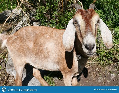 nubiaanse geit stock afbeelding image  bruin wandeling