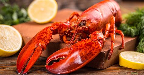 cooked boston lobster   savour seafood