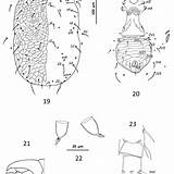 Dorsal Idiosoma Amblyseius Elongatus Ventral sketch template