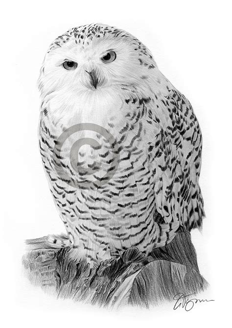 pencil drawing   snowy owl  uk artist gary tymon
