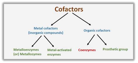 examples  cofactors  coenzymes biology brain