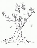 Blossom Cherry Tree Line Coloring Pages Printable Clipart Drawings Japanese Kids Deviantart Popular Dragon sketch template
