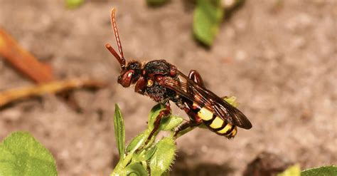 the wasp bee lays its egg like the cuckoo in someone else s nest