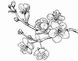 Cherry Branch Tree Coloring Flowers sketch template