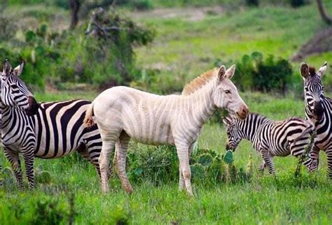rare golden zebra spotted  laikipia   stir  kenyans