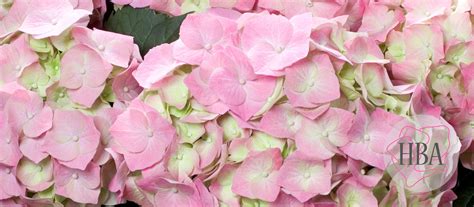 bela pink hydrangea breeders association