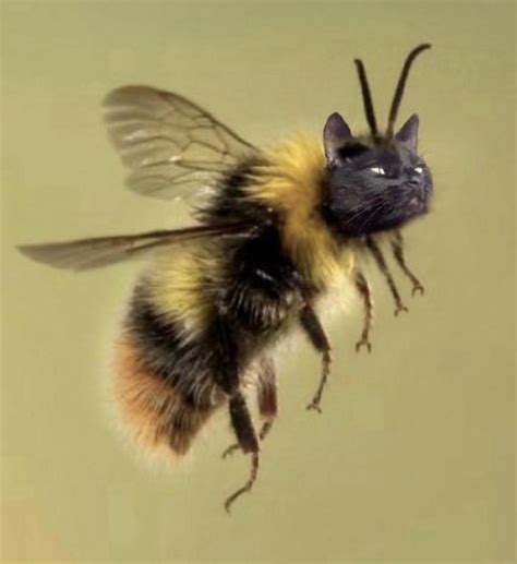 my sister keeps photoshopping her cat s face onto bees the poke