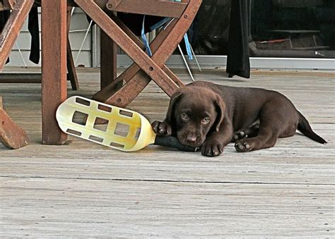 Los Perros Mestizos Son Más Que Una Raza Mascotas