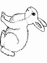 Rabbit Bunny Coloring Primarygames Pages Printable Spring Print Ebook Choose Board sketch template