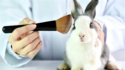 testing  voice animal testing   banned completely telegraph india