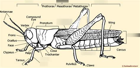 phylum arthropoda subphylum hexapoda class insecta grasshopper body diagram quizlet