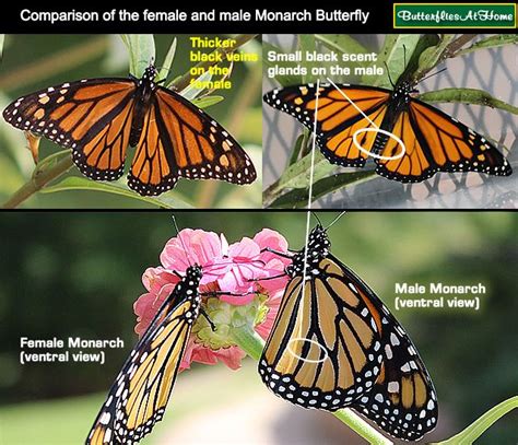 identification guide   female  male monarch butterfly showing