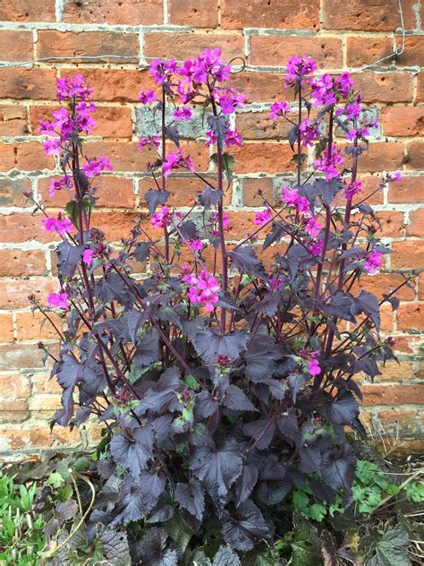 lunaria annua chedglow edulis