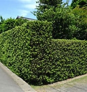 垣根の木 槇 に対する画像結果.サイズ: 176 x 185。ソース: www.matsusyoweb.jp