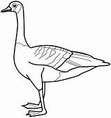 Goose Coloring Pages Printable Color Kids Sheets Canada Animal Ducks Duck Colouring Choose Board sketch template