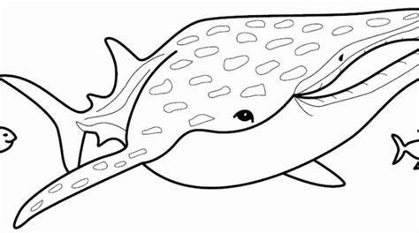 whale shark coloring page printable  wallpaper