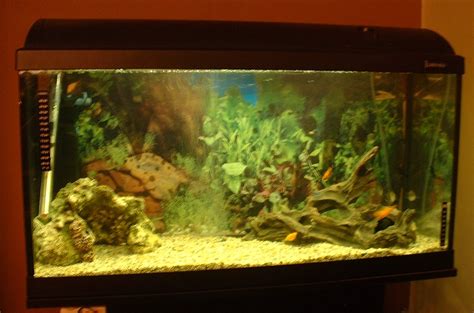 fish tank blogtribe