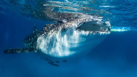whale shark facts   didnt  readers digest