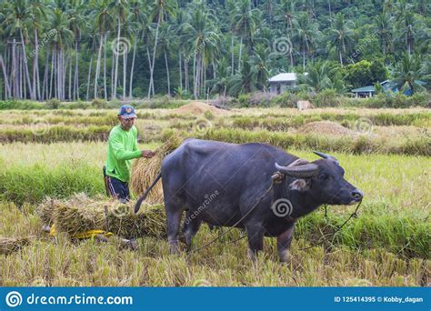 filipino farmer at a rice field editorial image image of