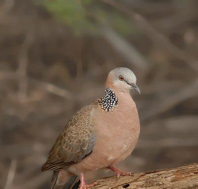 spotted dove  maui photo gallery  lejun  pbasecom