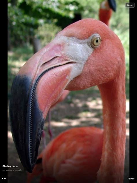 pin  stefanie austin      favorite finds flamingo pet