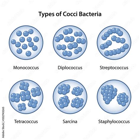 types  coccus bacteria  magnifying glass coccus morphology microbiology spherical shapes