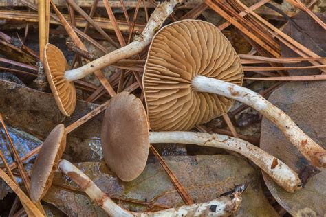 slideshow   small brown webcap cortinarius mushrooms