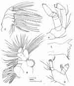 Afbeeldingsresultaten voor "pleuromamma Xiphias". Grootte: 150 x 174. Bron: copepodes.obs-banyuls.fr