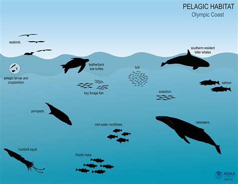 top  marine ecosystem animals lestwinsonlinecom