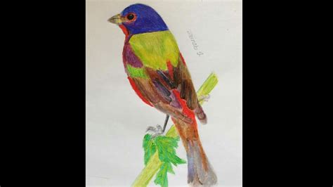 colorful bird drawing birdtime lapse youtube