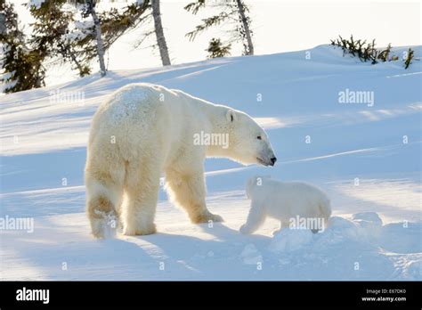 polar bear ursus maritimus mother  cub coming  freshly opened