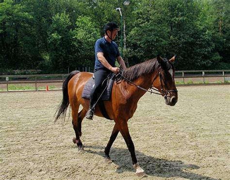 paardrijden sportex nederland bedrijfsuitjes familiedag