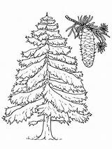 Spruce Trees Coloringpage sketch template
