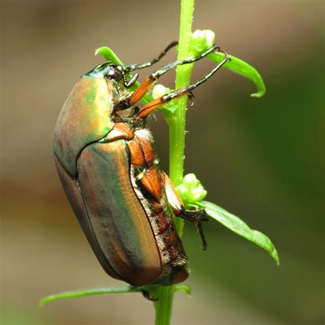 green june beetles center  urban agriculture