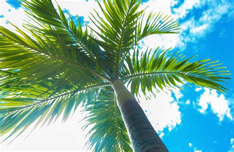 coconut tree  palm tree  main differences tastylicious