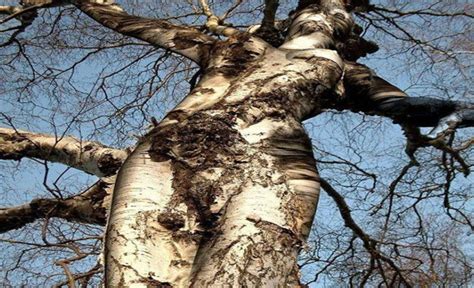Tree That Resembles Nude Woman Will Reportedly Get You Pregnant If You