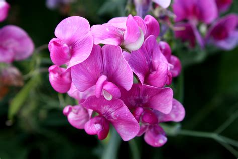 pink sweet pea flowers lathyrus odoratus picture  photograph