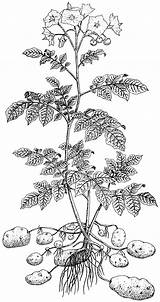 Potato Plant Drawing Getdrawings sketch template