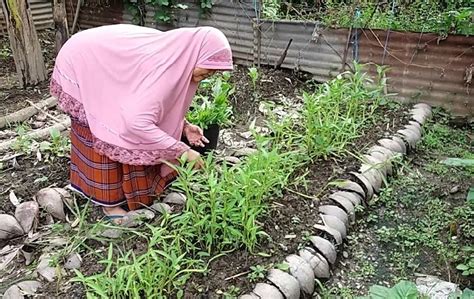 Berkebun Di Rumah Bantu Halau Kebosanan Selama ‘physical Distancing