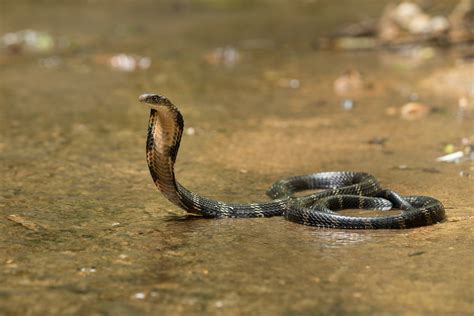 king cobra ophiophagus hannah     hamadryad   venomous snake nature