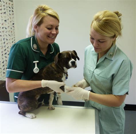 rcvs news leading vet organisations seek practice support  vet