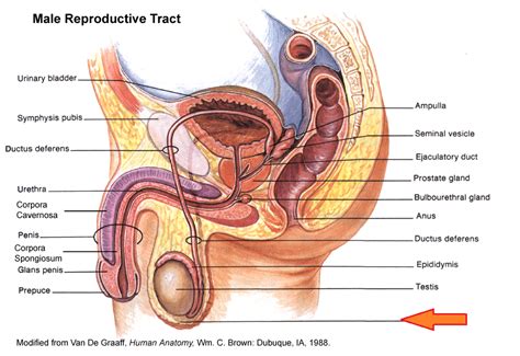 Quiz Male Reproductive System At Portland Community