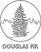 Douglas Fir Trees Coloring Designlooter Colouring Sketch Template Tree Pages 25kb 300px sketch template