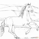 Andalusian Adults Hest Tegninger Heste Ausmalbilder Pferde Lette Andaluz Supercoloring sketch template