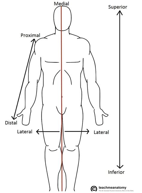 blank anatomical position diagram standard anatomical position