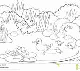 Pond Coloring Pages Getcolorings Color sketch template