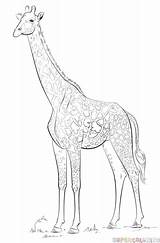 Giraffe Coloring Drawing Draw Realistic Pages Masai Step Drawings Giraffes Animals Girrafe Tutorials Printable Supercoloring African Easy Kids Animal sketch template