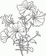 Petunia Coloring Pages Flowers Flower Drawing Printable Petunias Drawings Beautiful Printables Many But Tattoo Springtime Flowercoloring Colouring Line There Sheets sketch template