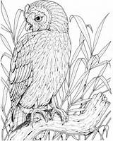 Owl Perched Coloring Pages Owls Printable sketch template